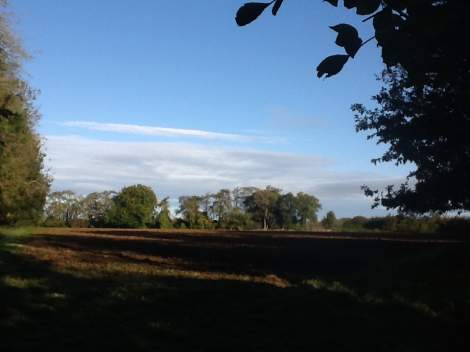 wiggold downs at the start