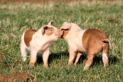 Piglets