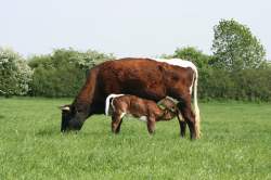 Mum and calf
