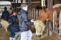 Feeding the cows