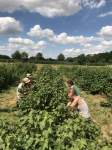 Harvesting blackcurrants